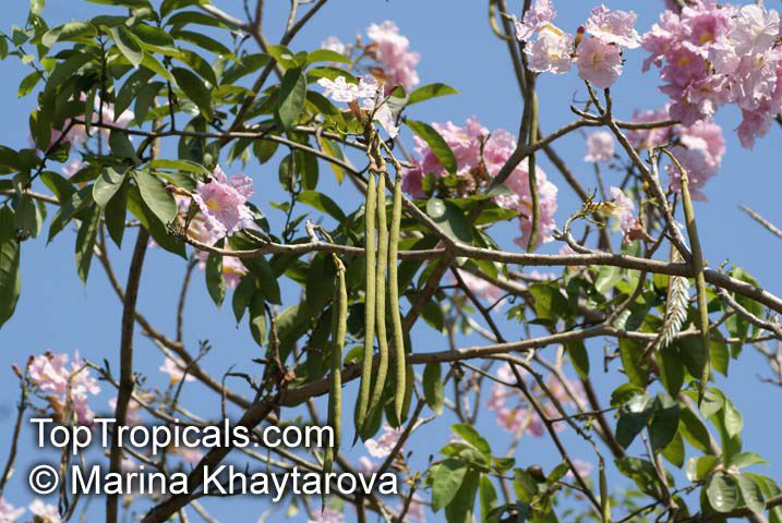 Tabebuia rosea, Rosy Trumpet Tree, Pink Poui, Pink Tecoma Tree