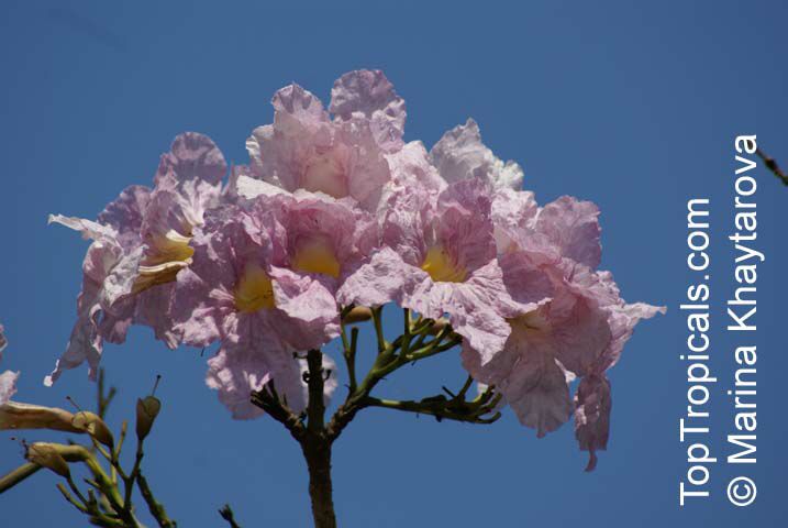 Tabebuia rosea, Rosy Trumpet Tree, Pink Poui, Pink Tecoma Tree