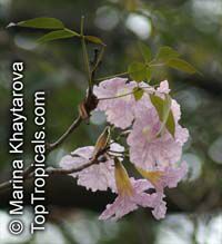 Tabebuia rosea, Rosy Trumpet Tree, Pink Poui, Pink Tecoma Tree

Click to see full-size image