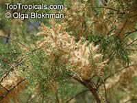 Tamarix sp., Tamarisk, Athel tree, Salt Cedar

Click to see full-size image