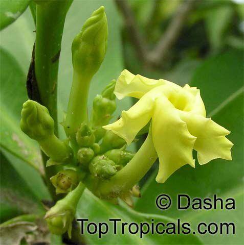 Thevetia ahouai, Ahouai nitida, Plumeriopsis ahouai, Broadleaf Thevetia, Yellow oleander, Dog's Tongue, Dog Balls, Grandfather's Balls