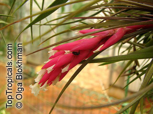 Tillandsia sp., Tillandsia. Tillandsia tenuifolia