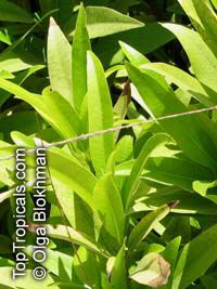 Umbellularia californica , California Laurel

Click to see full-size image
