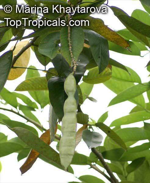 Clitoria fairchildiana, Orchid Tree, Clitorea Tree, Philippine Pigeonwings