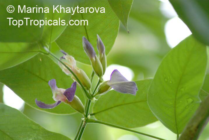 Clitoria fairchildiana, Orchid Tree, Clitorea Tree, Philippine Pigeonwings