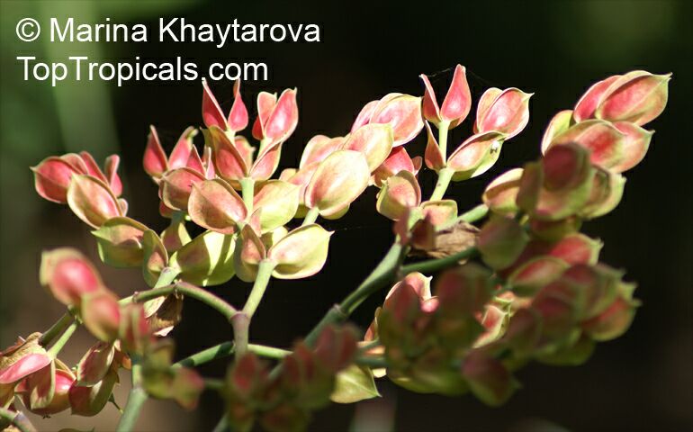 Euphorbia bracteata, Pedilanthus bracteatus, Tall Slipper Plant, Slipper Spurge, Candelilla, Little Bird Flower