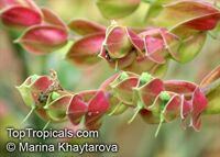 Euphorbia bracteata, Pedilanthus bracteatus, Tall Slipper Plant, Slipper Spurge, Candelilla, Little Bird Flower

Click to see full-size image