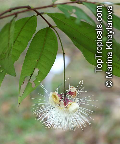 Syzygium puberulum, White Satin Ash