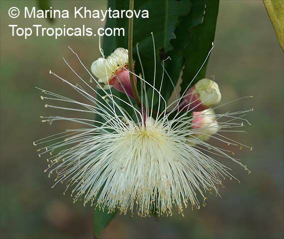 Syzygium puberulum, White Satin Ash
