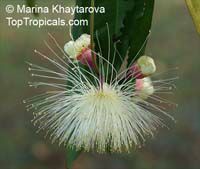 Syzygium puberulum, White Satin Ash

Click to see full-size image