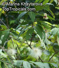 Syzygium puberulum, White Satin Ash

Click to see full-size image