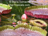 Victoria amazonica, Victoria regia, Amazon Waterlily

Click to see full-size image