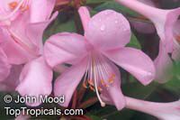 Rhododendron section Vireya, Vireya Rhododendron

Click to see full-size image