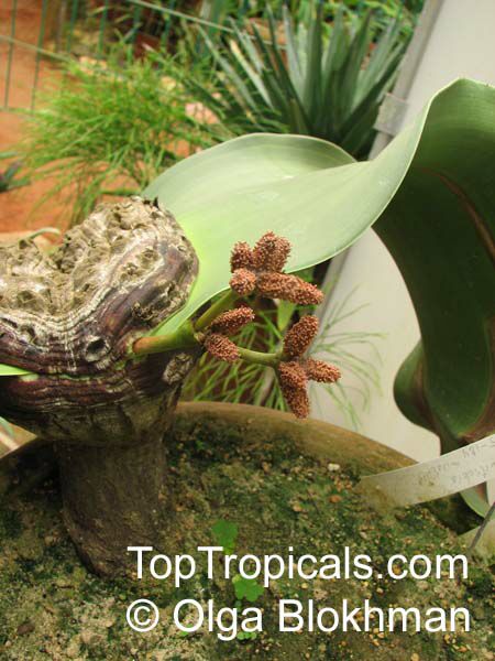 Welwitschia mirabilis, Welwitschia, Tumboa