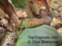 Welwitschia mirabilis, Welwitschia, Tumboa

Click to see full-size image