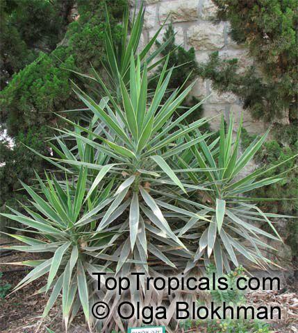 Yucca sp., Yucca, Adams Needle. Yucca aloifolia