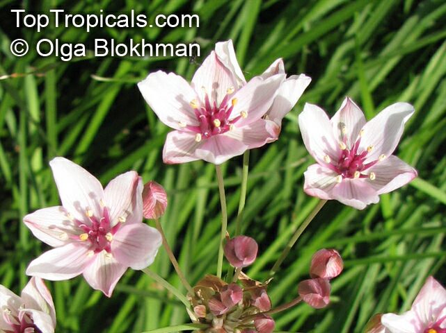 Butomus umbellatus, Flowering Rush