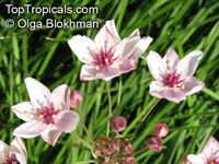 Butomus umbellatus, Flowering Rush

Click to see full-size image