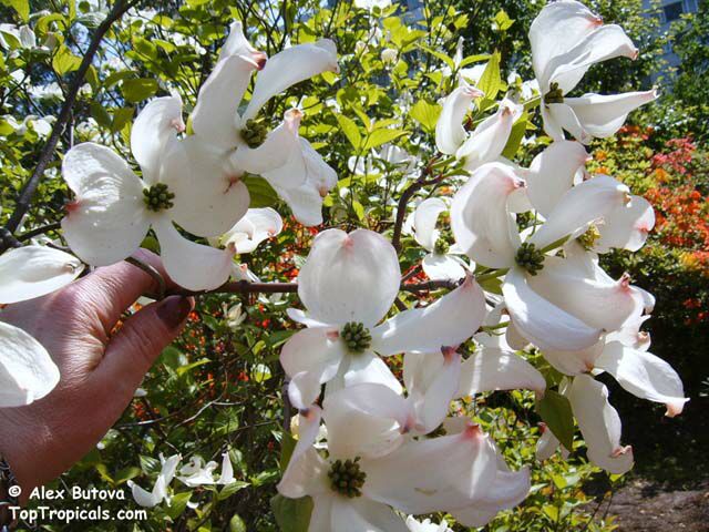 Cornus florida, Flowering Dogwood