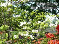 Cornus florida, Flowering Dogwood

Click to see full-size image