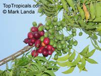 toptropicals.com