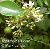Murraya koenigii, Curry leaf

Click to see full-size image