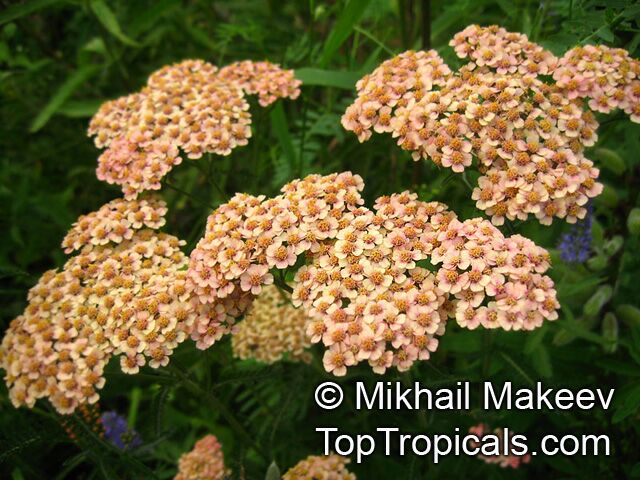 Achillea sp., Yarrow, Thousand-leaf, Milfoil, Sneezewort, Soldier's Friend. Achillea millefolium 'Summer Berries'