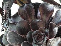 Aeonium arboreum, Sempervivum arboreum, Tree Aeonium, Houseleek Tree, Irish Rose

Click to see full-size image