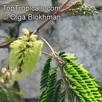 Paraserianthes lophantha, Albizia lophantha, Cape Leeuwin Wattle, Crested Wattle

Click to see full-size image