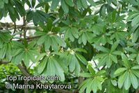 Alstonia scholaris , Blackboard Tree, Indian Devil Tree, Sapthaparni, Ditabark, Milkwood Pine, White Cheesewood

Click to see full-size image