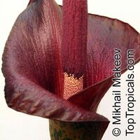 Amorphophallus konjac, Voodoo Lily

Click to see full-size image