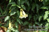Anemopaegma chamberlaynii, Bignonia chamberlaynii, Yellow Trumpet Vine

Click to see full-size image