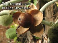 Argyreia nervosa, Argyreia speciosa, Elephant creeper; Woolly Morning Glory, Hawaiian Baby Woodrose
