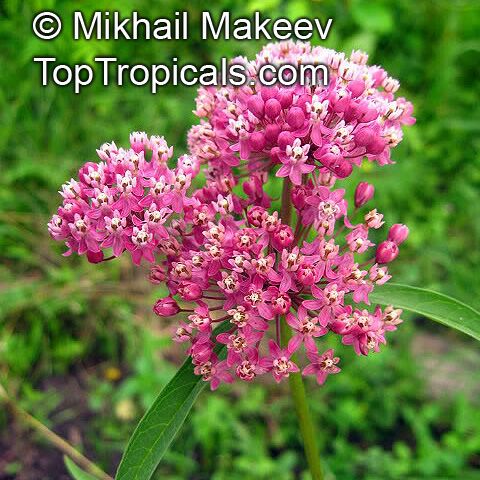 Asclepias incarnata, Swamp Milkweed, Rose Milkweed, Swamp Silkweed