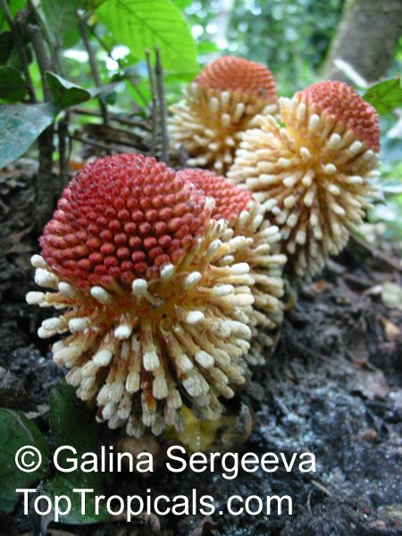 Balanophora fungosa, Balanophora