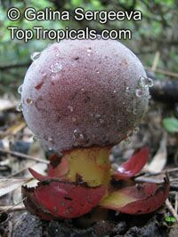 Balanophora fungosa, Balanophora

Click to see full-size image
