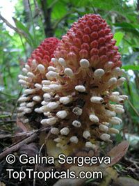 Balanophora fungosa, Balanophora

Click to see full-size image