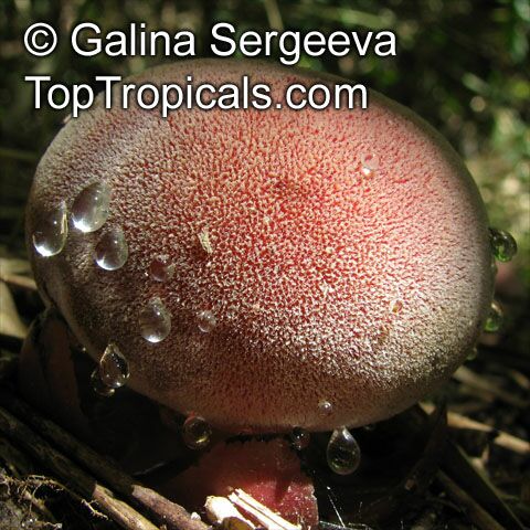 Balanophora fungosa, Balanophora