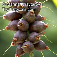Barringtonia edulis, Cut Nut, Pili Nut

Click to see full-size image