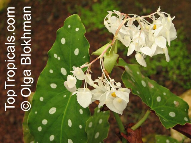 Begonia sp., Begonia. Begonia maculata