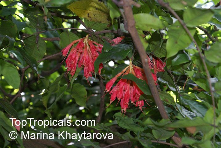 Brownea coccinea subsp. capitella, Brownea capitella, Rose of Venezuela, Scarlet Flame Bean