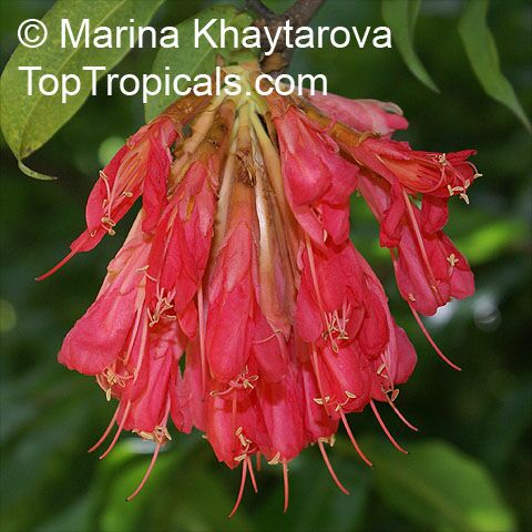 Brownea coccinea subsp. capitella, Brownea capitella, Rose of Venezuela, Scarlet Flame Bean