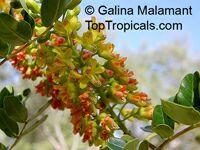 Caesalpinia spinosa, Tara, Spiny Holdback

Click to see full-size image