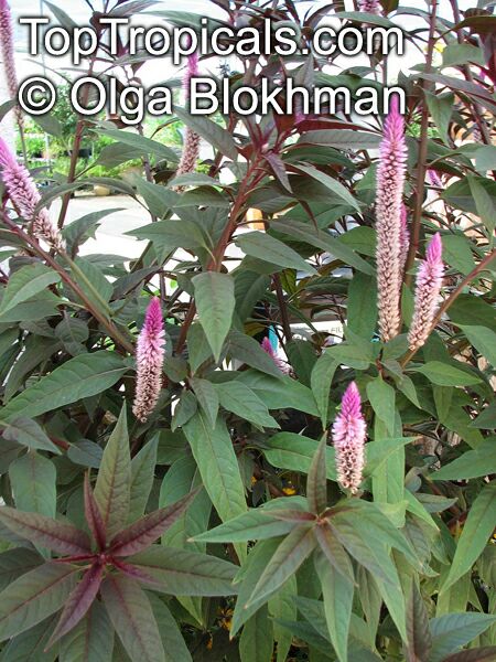Celosia spicata , Amaranth Celosia