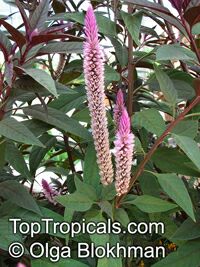 Celosia spicata , Amaranth Celosia

Click to see full-size image