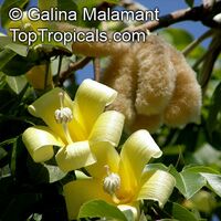 Ceiba insignis, Chorisia insignis, White Floss Silk Tree, Drunken Tree

Click to see full-size image
