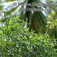 Cnidoscolus aconitifolius, Spinach Tree, Tread Softly, Cabbage Star, Chaya

Click to see full-size image