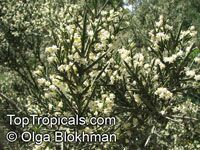 Colletia hystrix , Crucifixion Thorn, Barbed Wire Bush

Click to see full-size image