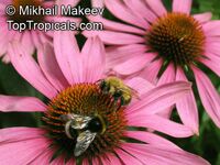 Echinacea purpurea, Rudbeckia purpurea, Purple Coneflower, Kim's Knee High

Click to see full-size image