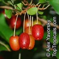 Elaeagnus multiflora, Goumi, Gumi, Natsugumi, Cherry Silverberry, Cherry Elaeagnus

Click to see full-size image